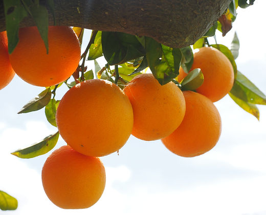 CAJA 15KGS DE NARANJAS ESPECIAL ZUMO