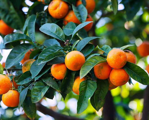 5KGS MANDARINAS MÁS 10 KGS DE NARANJA