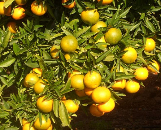 CAJA 15KGS DE NARANJAS DE MESA